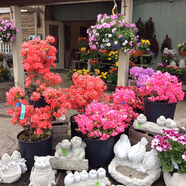Ready for Mother's Day!  We can help!  All home grown in our greenhouse!